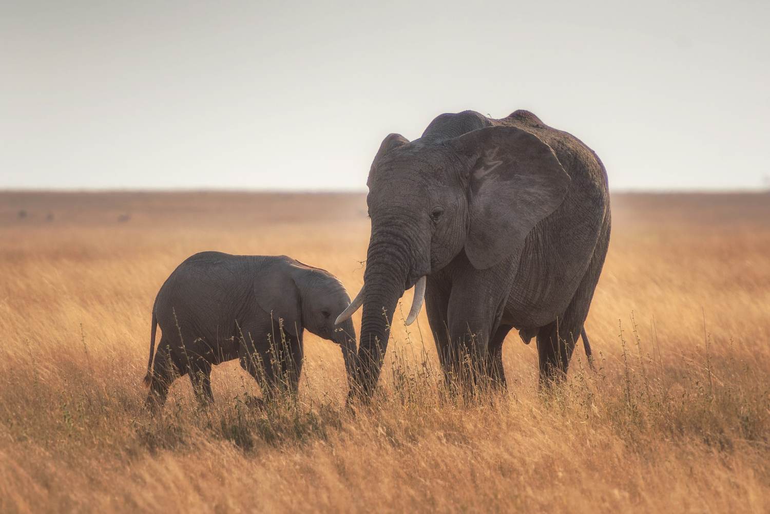 Mainland safari